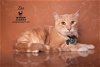adoptable Cat in hemet, CA named LEO