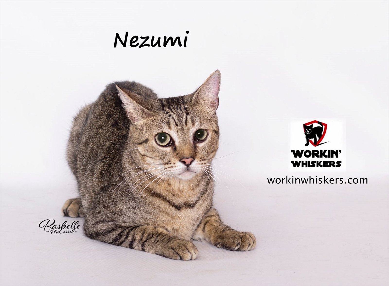 adoptable Cat in Hemet, CA named NEZUMI