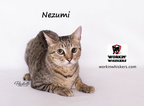 NEZUMI - Egyptian Mau / Tabby available for adoption