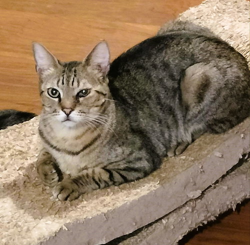 NEZUMI - Egyptian Mau / Tabby available for adoption