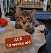 ACE - Photo 13