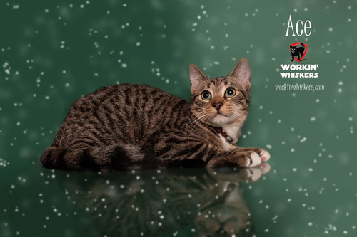 ACE - Egyptian Mau / Domestic Short Hair available for adoption