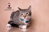 adoptable Cat in hemet, CA named ACE