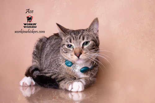 ACE - Egyptian Mau / Domestic Short Hair available for adoption