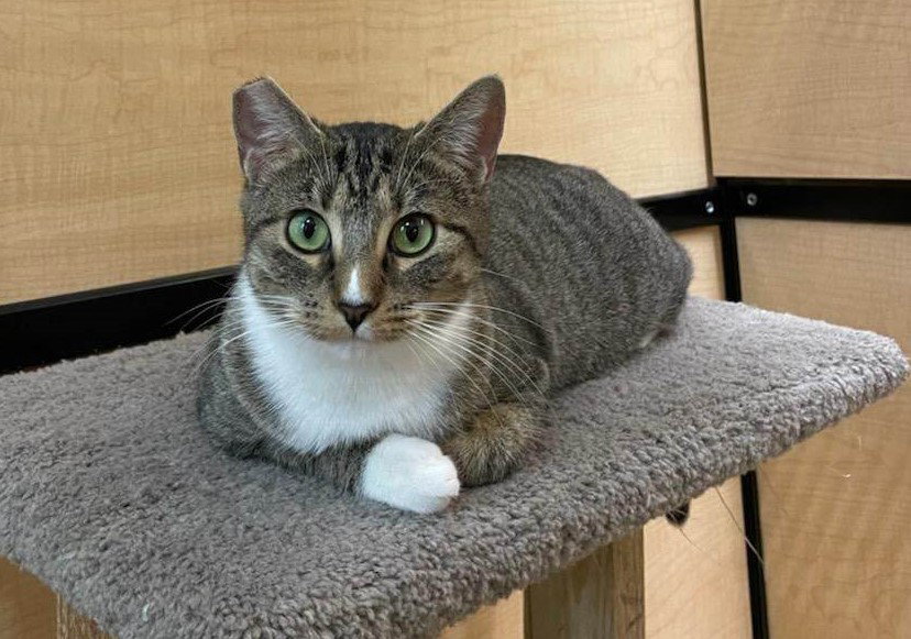 Cats for Adoption in Fontana, California Alpha Paw