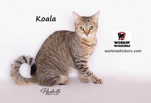 Photo of KOALA