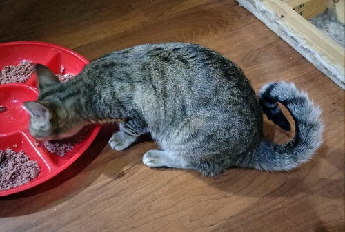 KOALA - Abyssinian / Tabby available for adoption