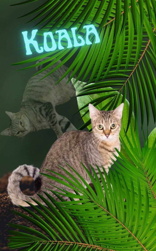 Photo of KOALA
