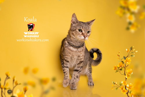 KOALA - Abyssinian / Tabby available for adoption