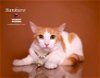 adoptable Cat in hemet, CA named BANKURO