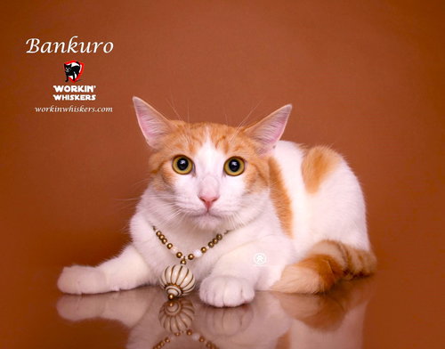 BANKURO - Turkish Van / Tabby available for adoption