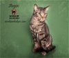 adoptable Cat in hemet, CA named AEGON