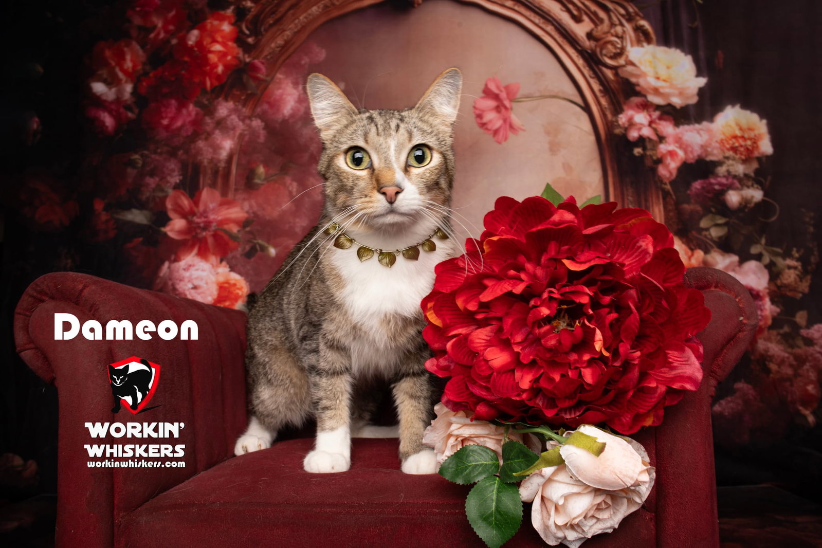 DAMEON