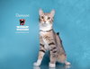 DAMEON - Photo 10
