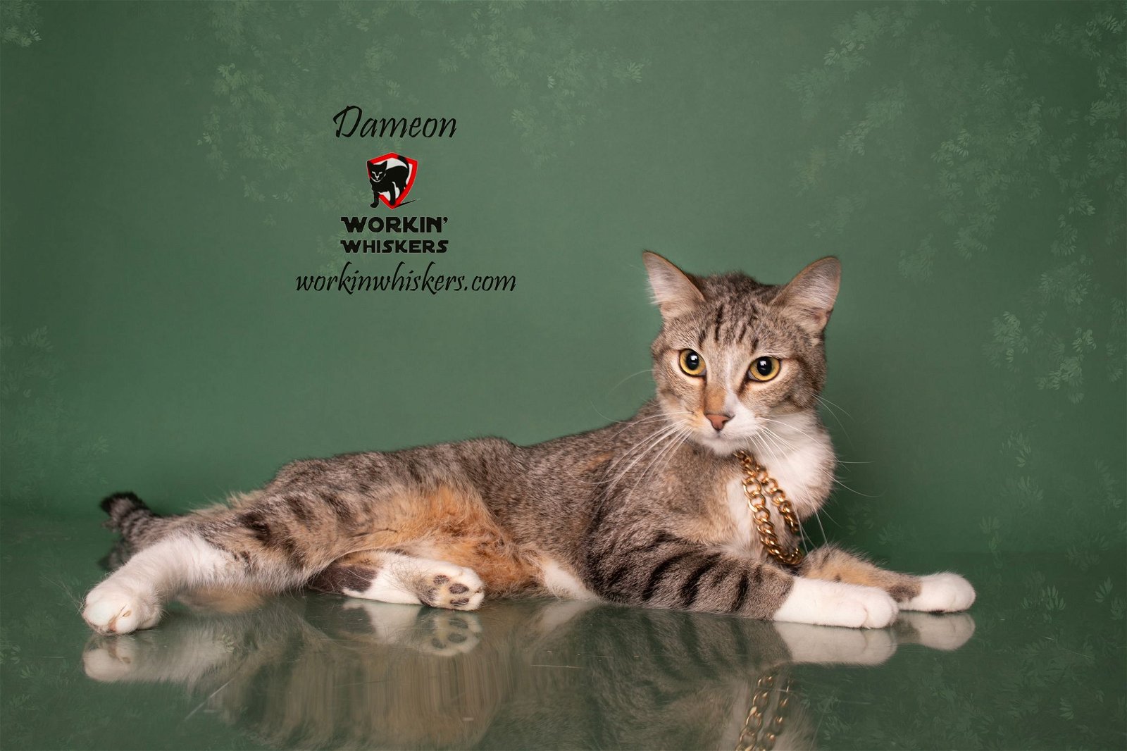 adoptable Cat in Hemet, CA named DAMEON