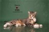 adoptable Cat in hemet, , CA named DAMEON