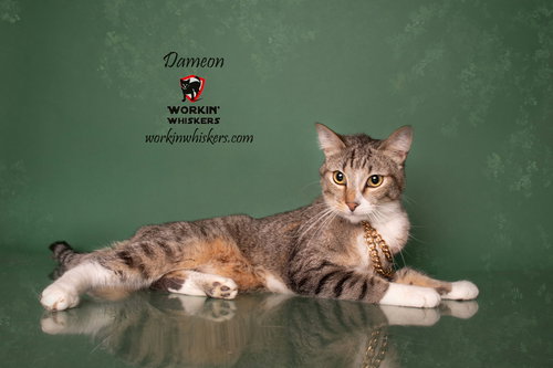 DAMEON - Abyssinian / Tabby available for adoption