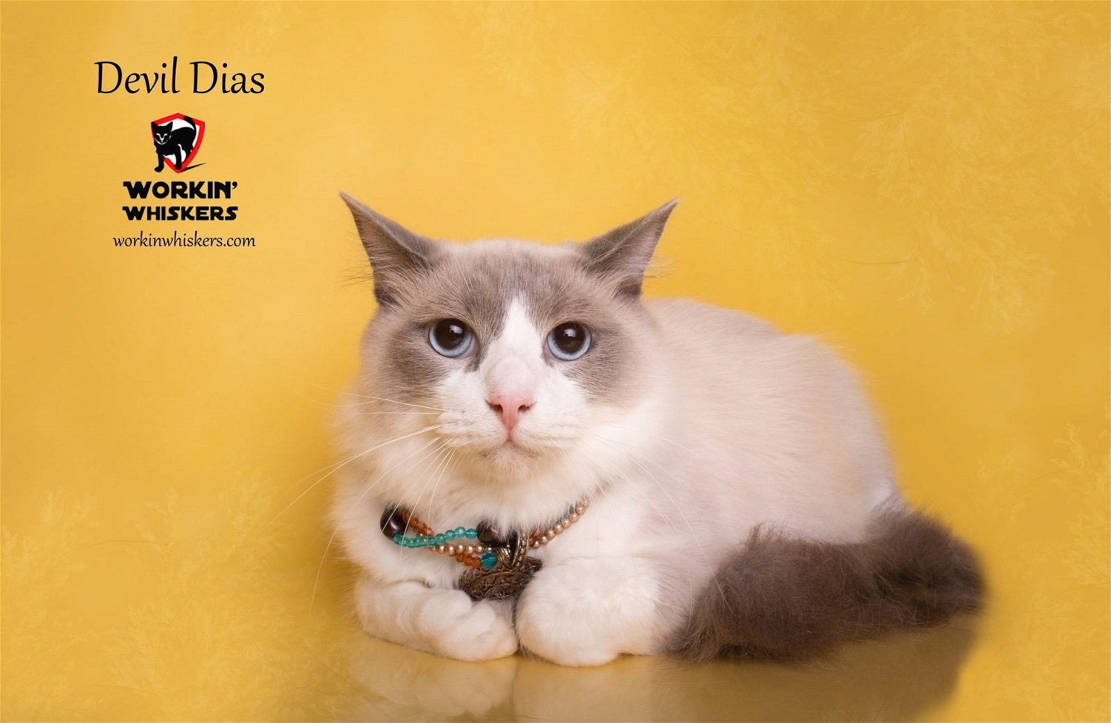 adoptable Cat in Hemet, CA named DEVIL DIAS