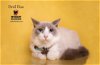 adoptable Cat in hemet, ca, CA named DEVIL DIAS