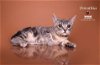 adoptable Cat in hemet, ca, CA named DORATHIA