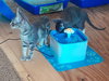 DORATHIA - Photo 12