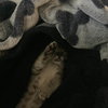 DORATHIA - Photo 14