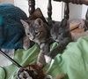 DORATHIA - Photo 15