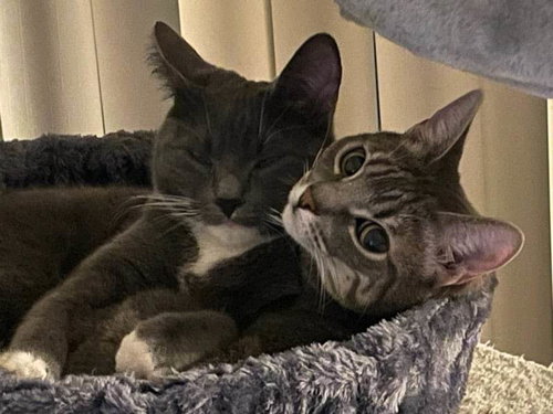 DORATHIA - Domestic Short Hair / Tabby available for adoption
