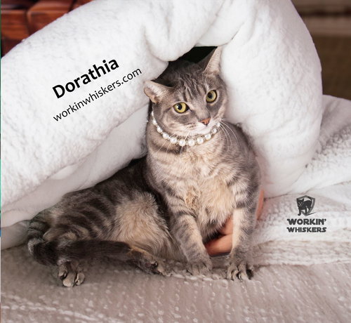 DORATHIA - Domestic Short Hair / Tabby available for adoption