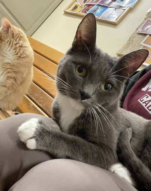 ELOISE - Domestic Short Hair / Tuxedo available for adoption