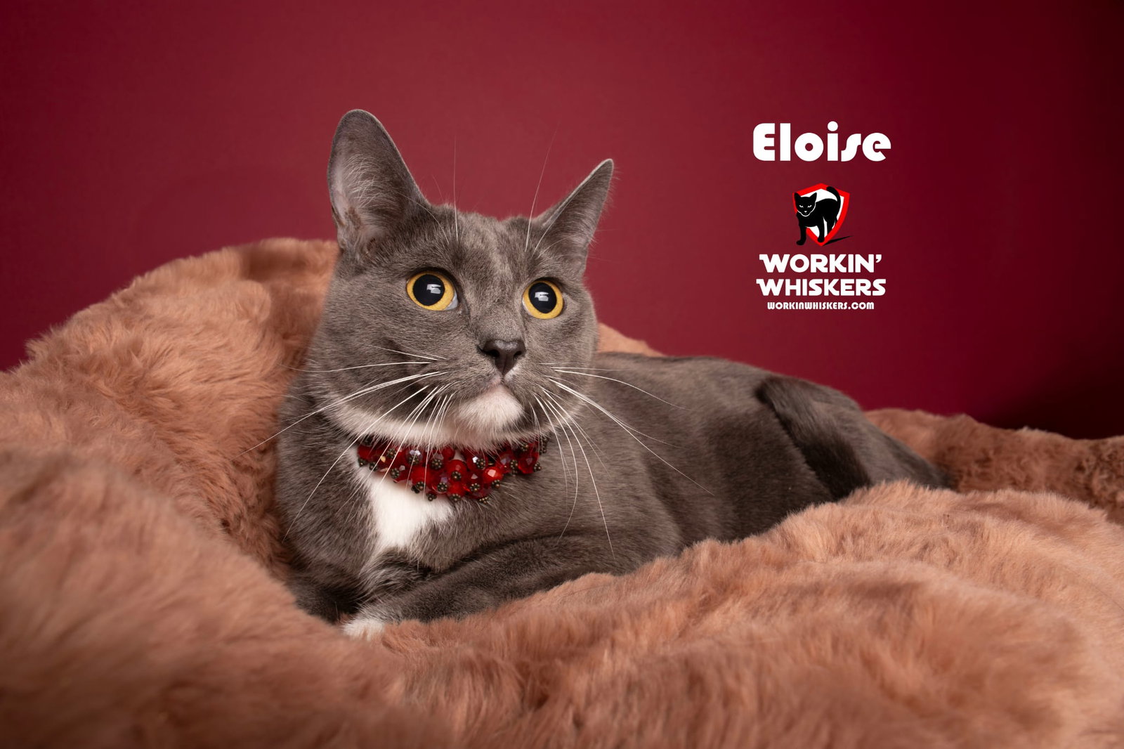 ELOISE Image