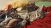 ELOISE - Photo 15