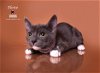 adoptable Cat in hemet, , CA named ELOISE