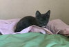 ELOISE - Photo 16