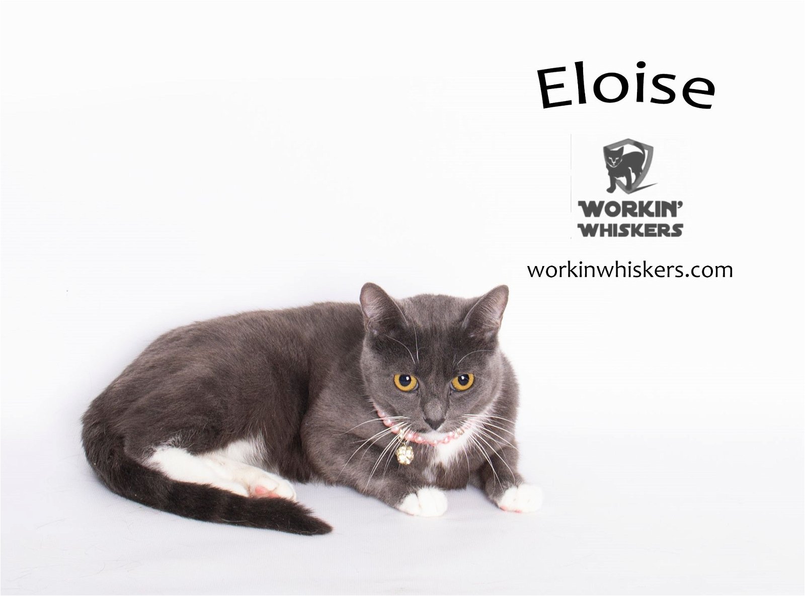 adoptable Cat in Hemet, CA named ELOISE