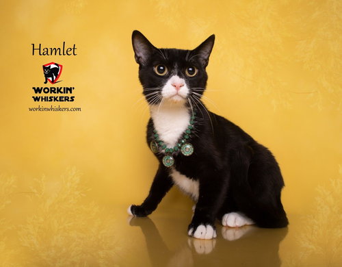 HAMLET - Tuxedo / Domestic Short Hair available for adoption