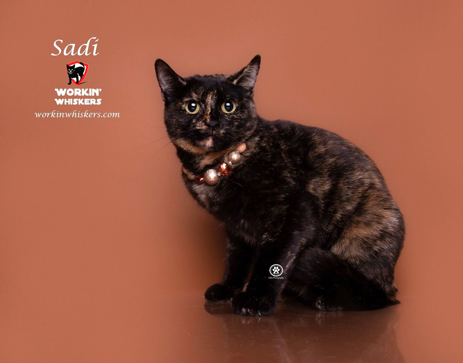 adoptable Cat in Hemet, CA named SADI