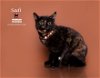 adoptable Cat in  named SADI