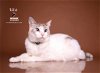 adoptable Cat in hemet, CA named UTA