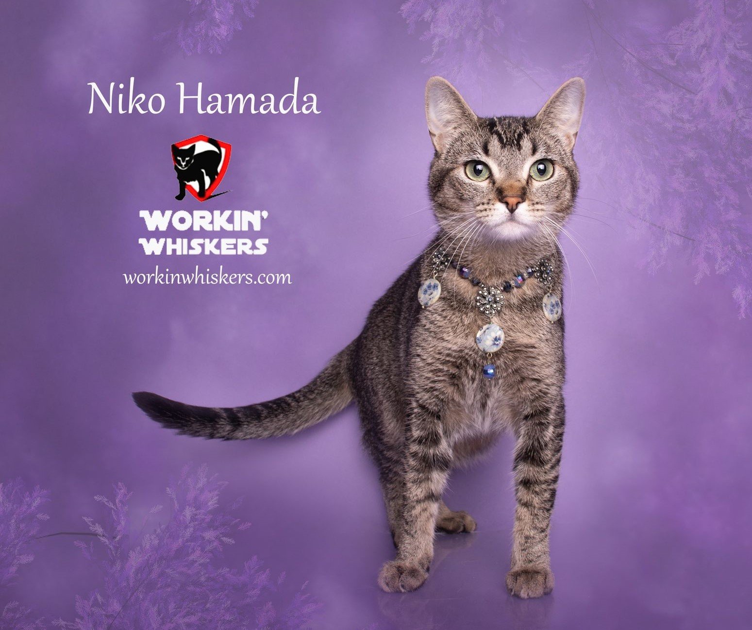 adoptable Cat in Hemet, CA named NIKO HAMADA