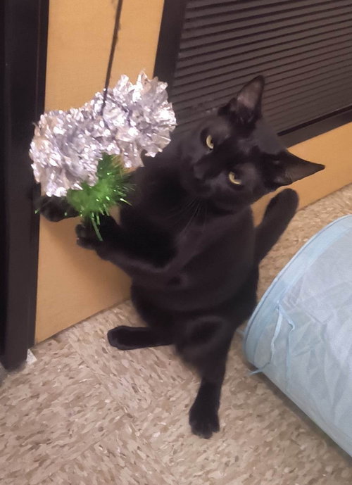 MARISOL VERA - Bombay / Domestic Short Hair available for adoption