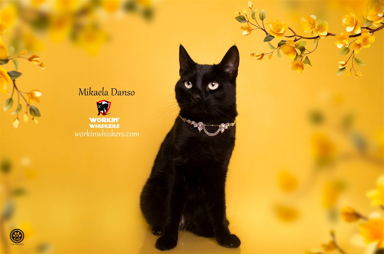 adoptable Cat in Hemet, CA named MIKAELA DANSO