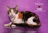 TUKTIREY - Photo 6