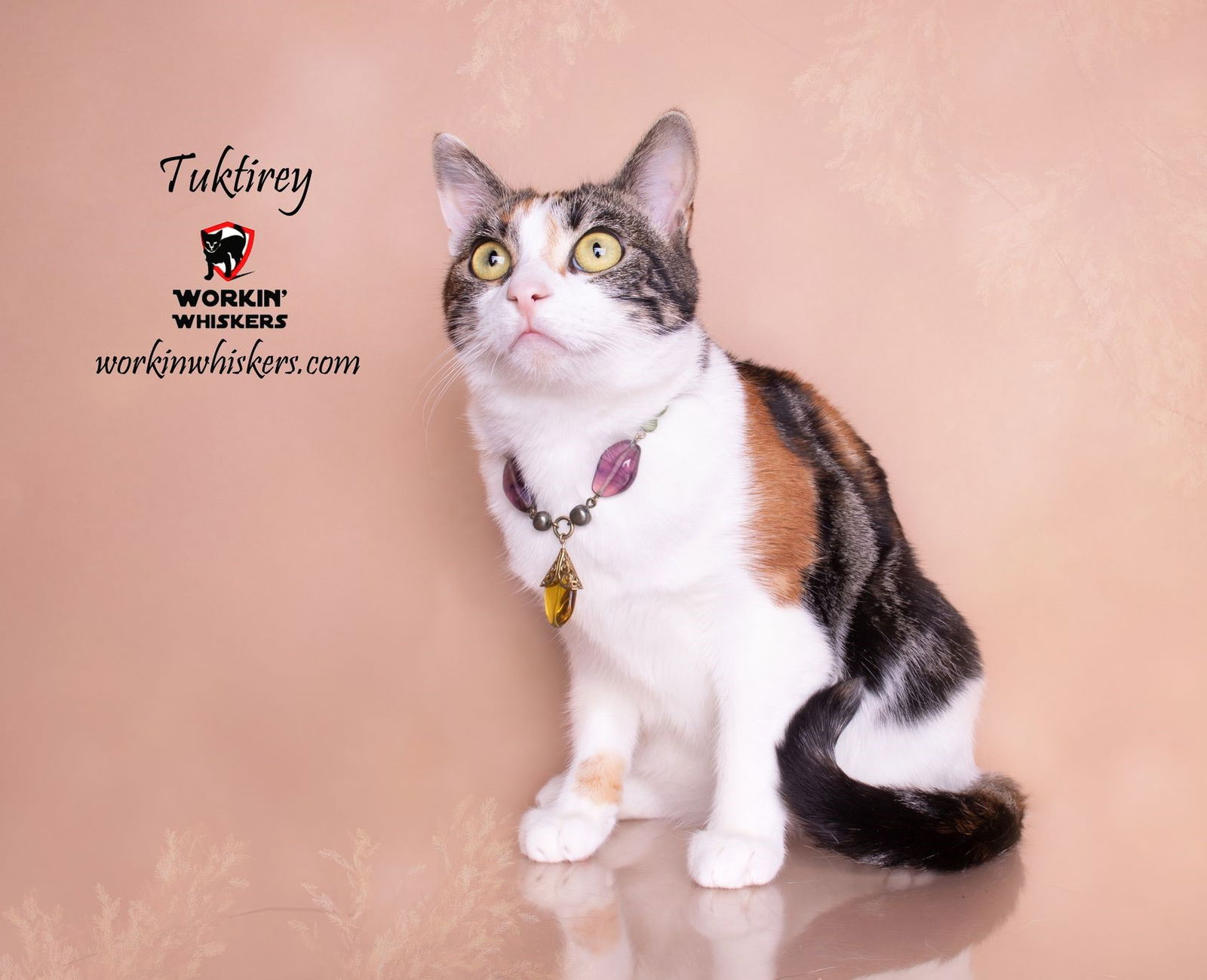 adoptable Cat in Hemet, CA named TUKTIREY