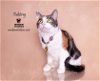 adoptable Cat in hemet, CA named TUKTIREY