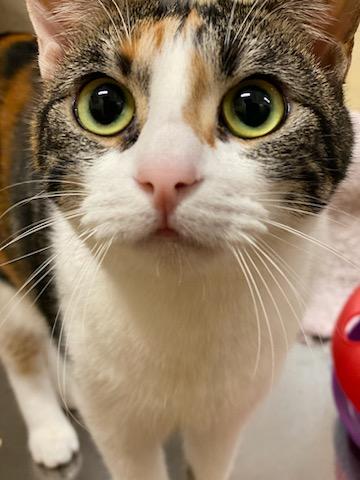 TUKTIREY - Calico / Domestic Short Hair available for adoption