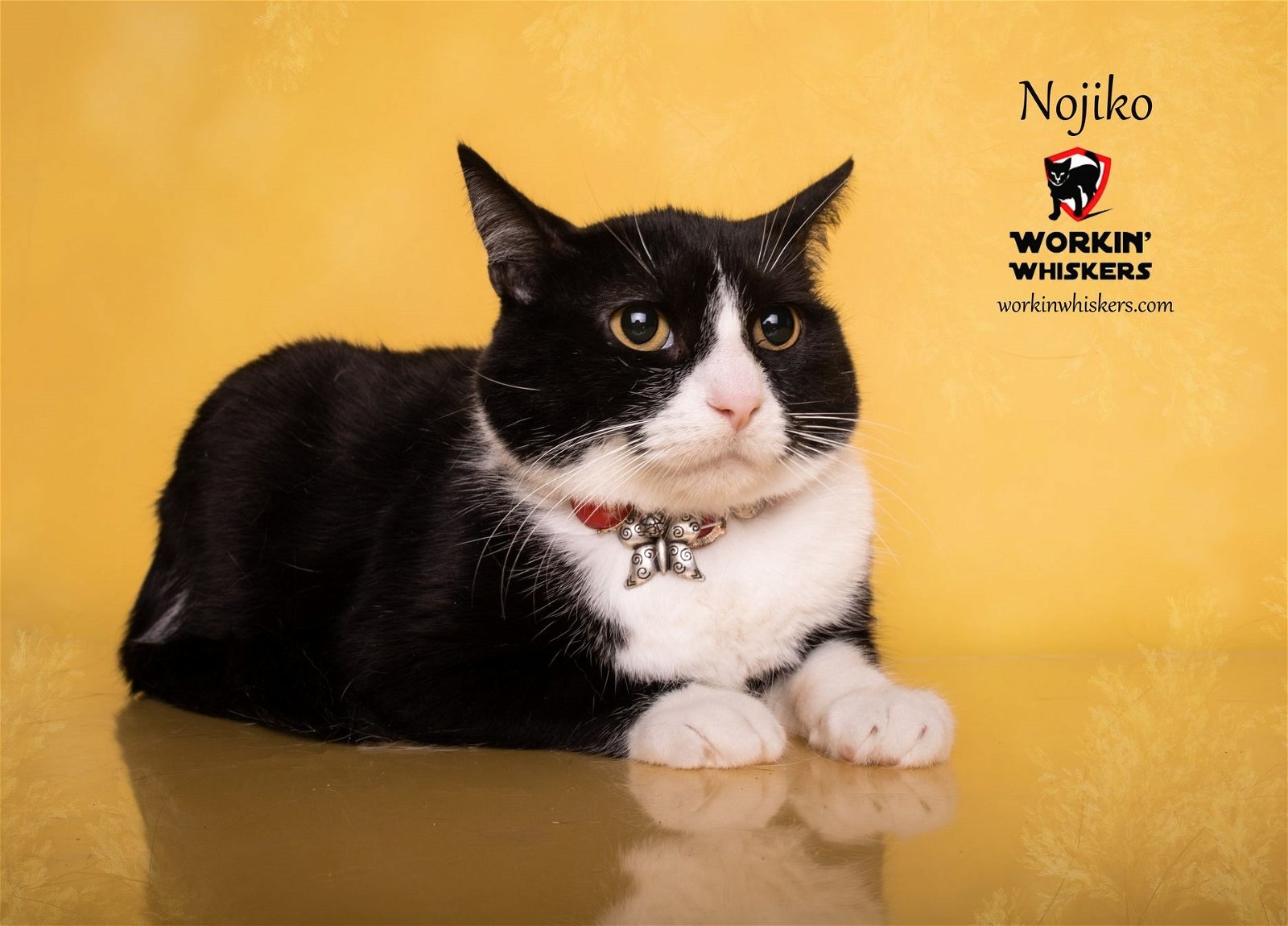 adoptable Cat in Hemet, CA named NOJIKO