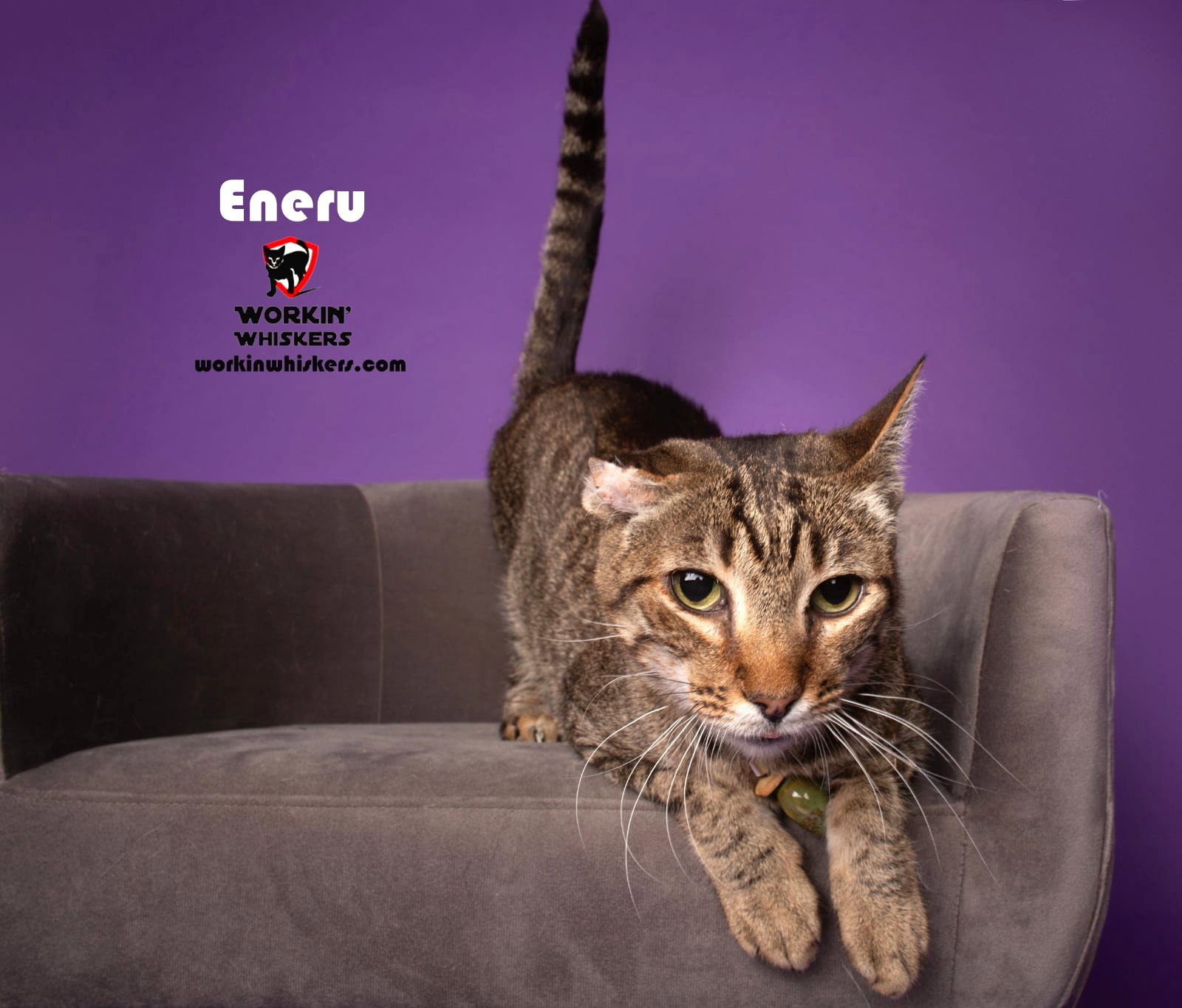 ENERU Image