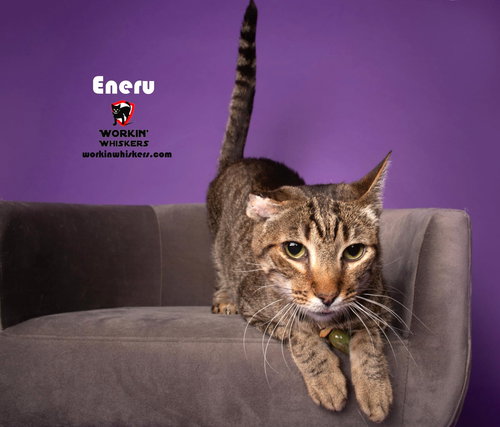 ENERU - Abyssinian / Tabby available for adoption