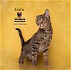 adoptable Cat in hemet, CA named ENERU